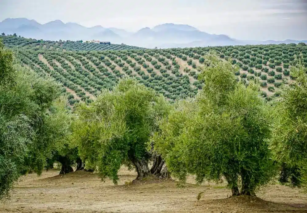 Olivos