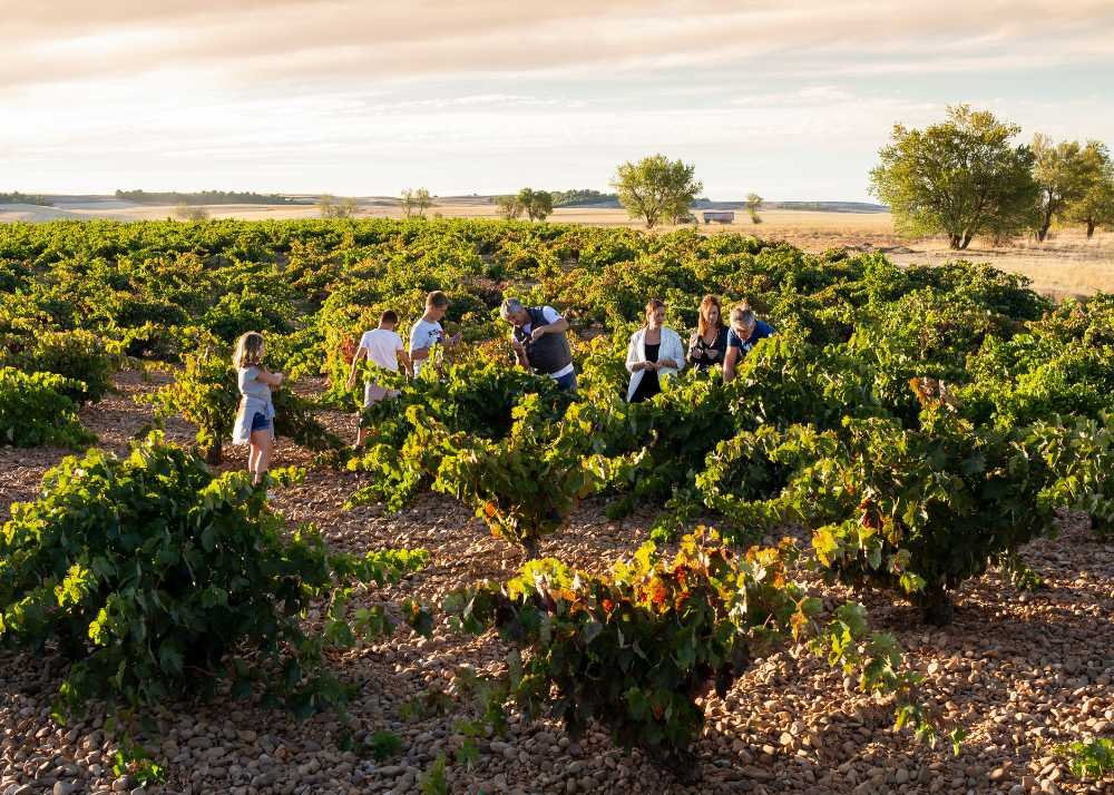 Ruta del vino Cigales