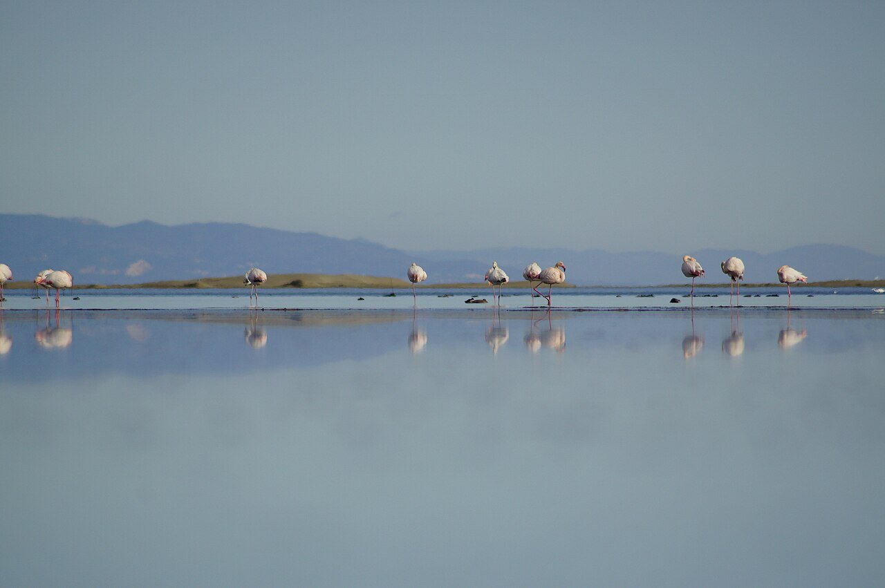 Grupo de flamencos en los humedales del delta del Ebro
