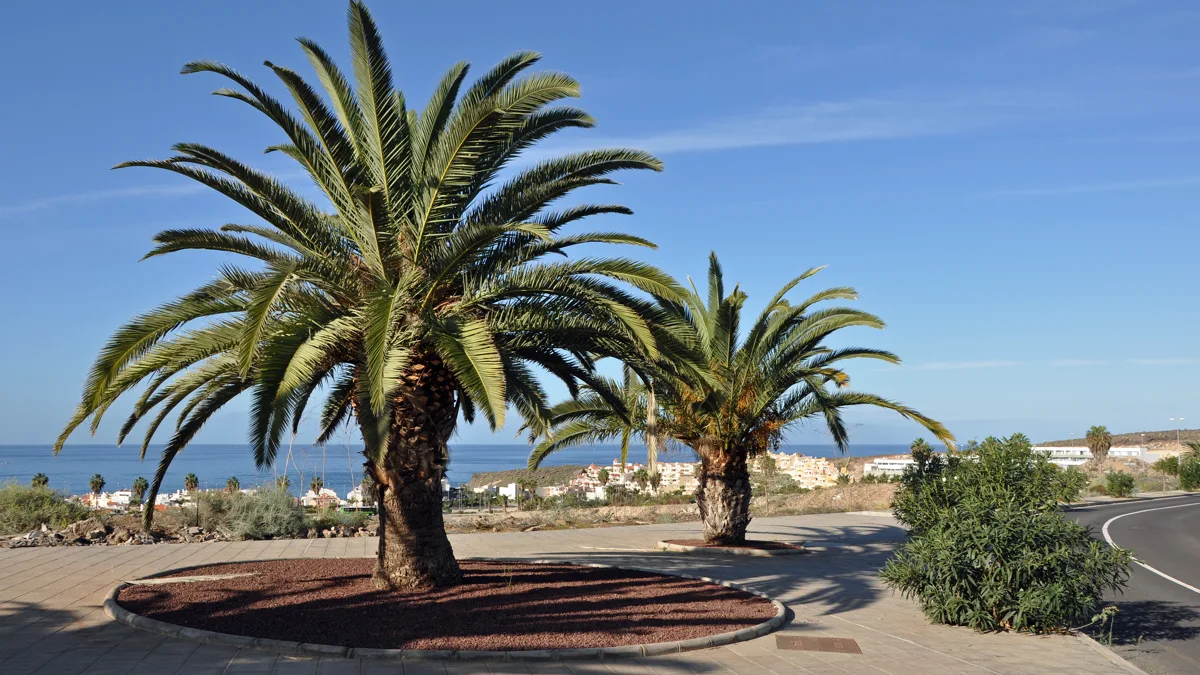 Vista de Costa Adeje en Tenerife, imagen ilustrativa para las reservas hoteleras de Travelgate