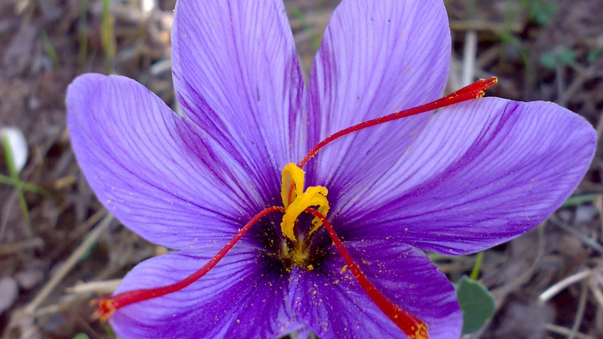 Flor de azafrán con sus estigmas rojos, imagen ilustrativa
