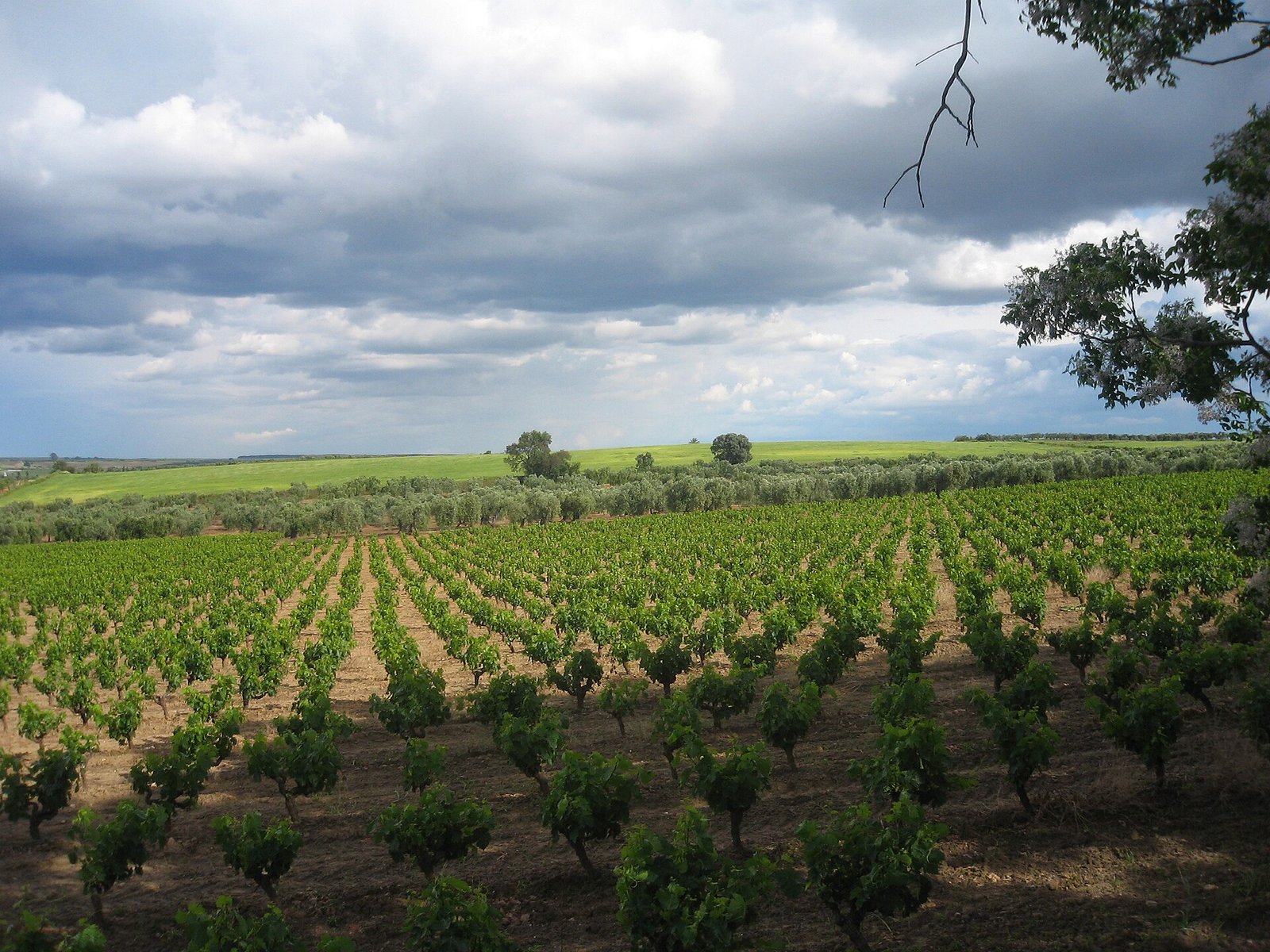 Viñedos y olivares de Bollullos Par del Condado, en la provincia de Huelva